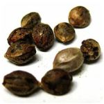 Семена марихуаны АК-47  (Seeds AK-47) в Сарапуле